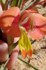 Gladiolus speciosus