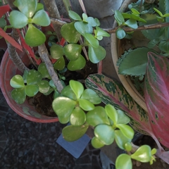 Portulacaria
