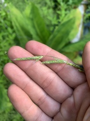 Pleuropogon refractus