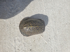 Terrapene carolina bauri