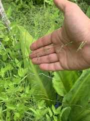 Pleuropogon refractus