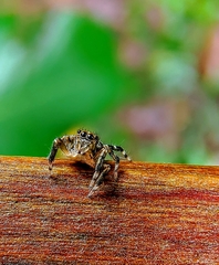 Thorelliola ensifera