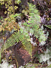 Gleichenia