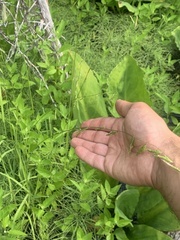 Pleuropogon refractus