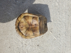 Terrapene carolina bauri