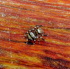 Thorelliola ensifera