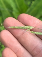 Pleuropogon refractus