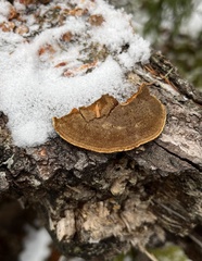 Phellinus piceinus