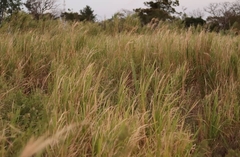 Echinochloa pyramidalis