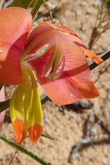 Gladiolus speciosus