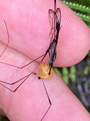 Aurotipula clara