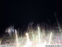Hyaena hyaena