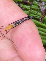 Aurotipula clara