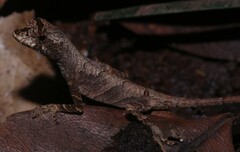 Anolis chrysolepis