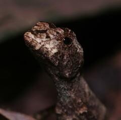Anolis chrysolepis