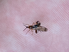 Canthyloscelidae