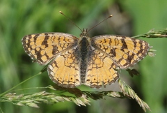 Phyciodes pallida