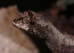 Anolis chrysolepis