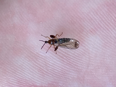 Canthyloscelidae