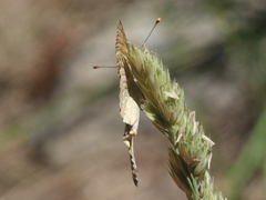 Phyciodes pallida