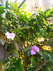 Brunfelsia pauciflora