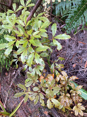 Pseudopanax discolor