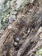 Lycoperdon subincarnatum