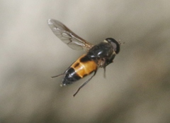 Hybomitra criddlei