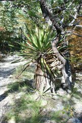 Yucca