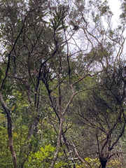 Rhipidura fuliginosa