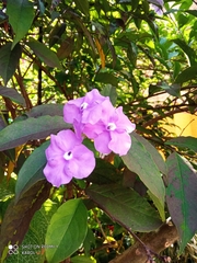 Brunfelsia pauciflora