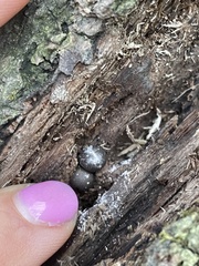 Lycoperdon subincarnatum