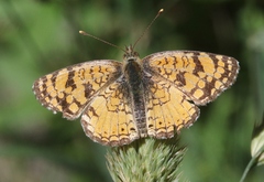 Phyciodes pallida