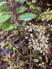 Brachyglottis repanda