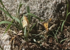 Phyciodes pallida