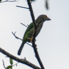 Psilopogon lineatus