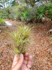 Tillandsia