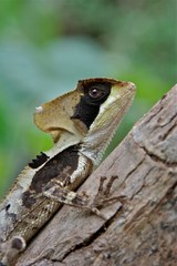 Hernandez's Helmeted Basilisk photo 3