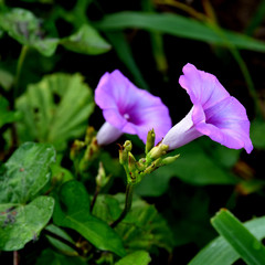 Ipomoea cordatotriloba