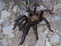 Aphonopelma