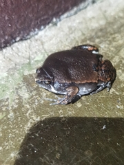 Hypopachus variolosus