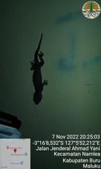 Gekko gecko