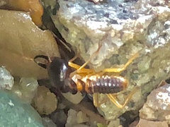 Macrotermes carbonarius