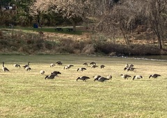 Branta canadensis
