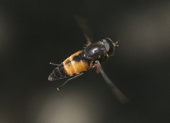 Hybomitra criddlei