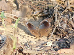 Junonia artaxia