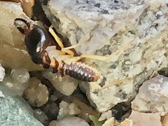 Macrotermes carbonarius