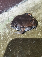 Hypopachus variolosus