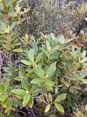 Metrosideros umbellata