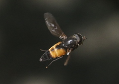 Hybomitra criddlei